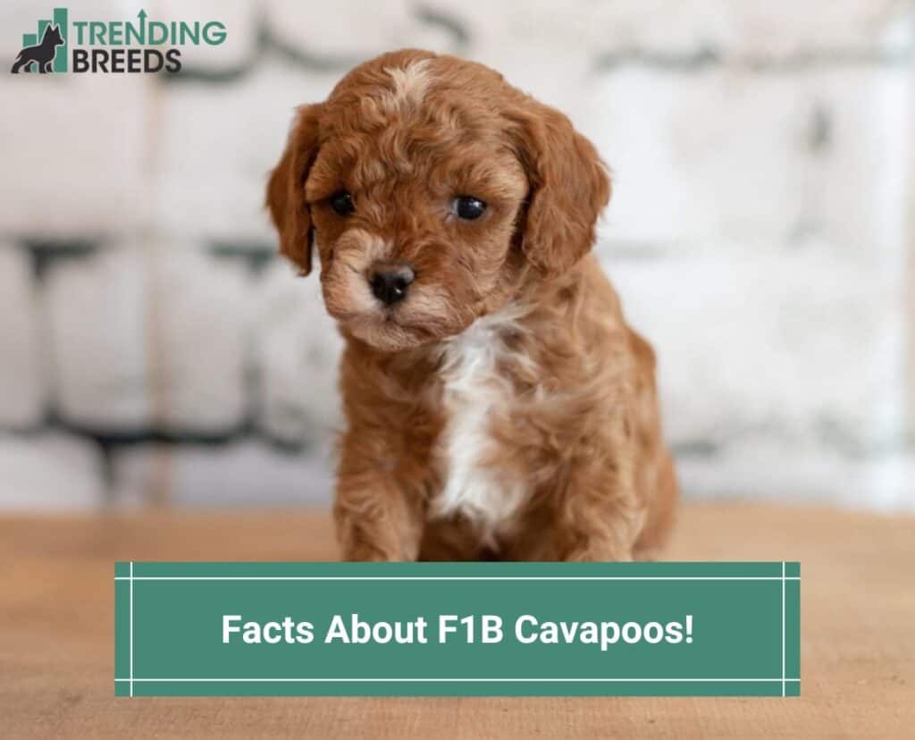 Facts-About-F1B-Cavapoos-template