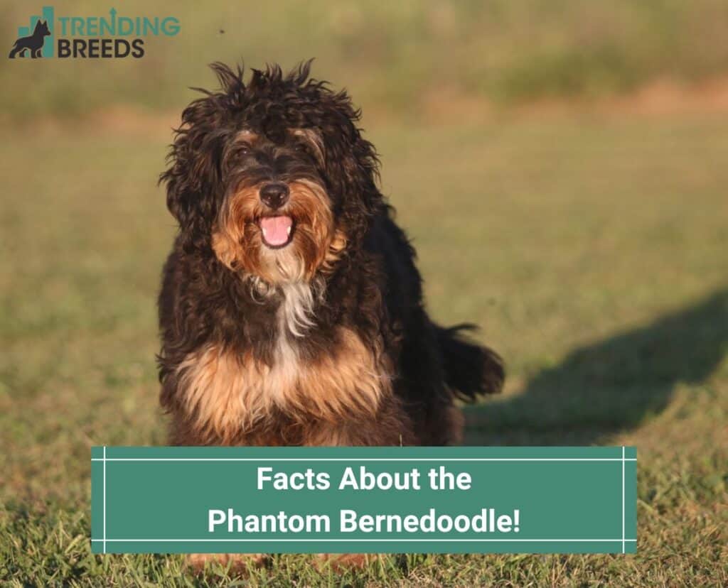 Facts-About-the-Phantom-Bernedoodle-template