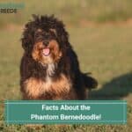 10 Interesting Facts About the Phantom Bernedoodle! (2022)