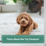 12 Facts About the Toy Cavapoo! (2022)