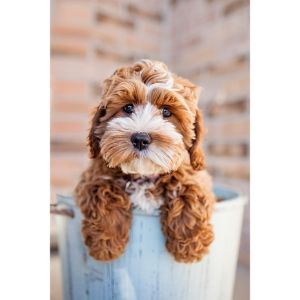 Famous-Cockapoo-Names