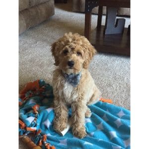 Female-Cockapoo-Names