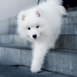 Firecloud-Samoyeds