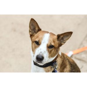 Florida-Basenji-Rescue