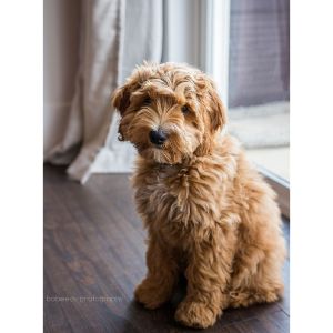 Florida-Coastal-Cocker-Rescue