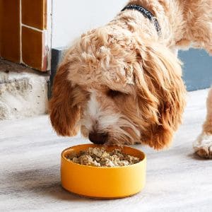 Food-Cockapoo-Names