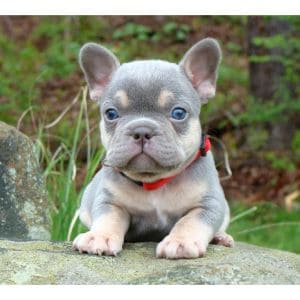 French-Bulldog-Puppies-For-Sale-in-Colorado