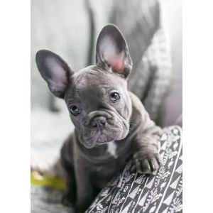 French-Bulldog-Puppies-For-Sale-in-Illinois