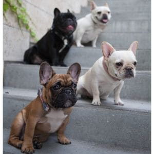 French-Bulldog-Puppies-For-Sale-in-Maryland