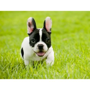 French-Bulldog-Puppies-For-Sale-in-Michigan