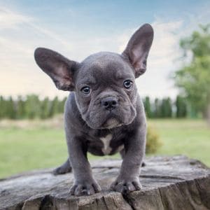 French-Bulldog-Puppies-For-Sale-in-Missouri