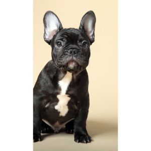 French-Bulldog-Puppies-For-Sale-in-New-England
