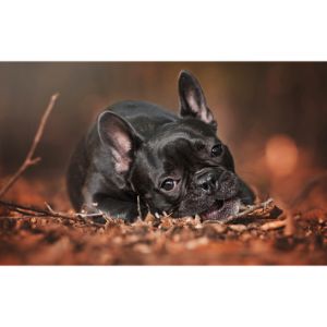 French-Bulldog-Puppies-For-Sale-in-New-Jersey