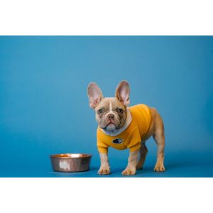 French-Bulldog-Puppies-For-Sale-in-Ohio