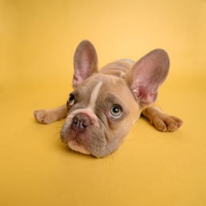 French-Bulldog-Puppies-For-Sale-in-Texas