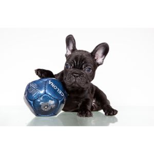 French-Bulldog-Puppies-For-Sale-in-Wisconsin