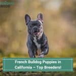 French-Bulldog-Puppies-in-California–Top-Breeders-template