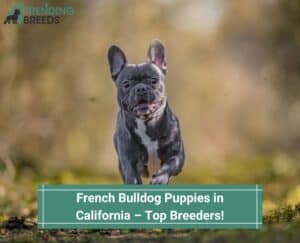 French-Bulldog-Puppies-in-California–Top-Breeders-template