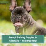 French-Bulldog-Puppies-in-Colorado–Top-Breeders-template