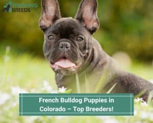 French-Bulldog-Puppies-in-Colorado–Top-Breeders-template