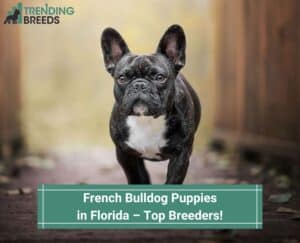 French-Bulldog-Puppies-in-Florida–Top-Breeders-template