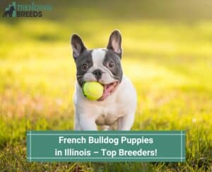 French-Bulldog-Puppies-in-Illinois–Top-Breeders-template