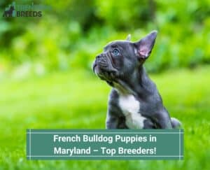 French-Bulldog-Puppies-in-Maryland-Top-5-Breeders-template