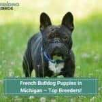 French-Bulldog-Puppies-in-Michigan–Top-Breeders-template