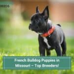 French-Bulldog-Puppies-in-Missouri–Top-Breeders-template