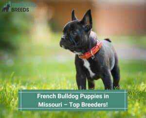 French-Bulldog-Puppies-in-Missouri–Top-Breeders-template