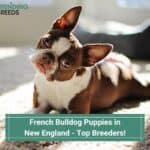 French-Bulldog-Puppies-in-New-England-Top-Breeders-template