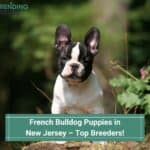 French-Bulldog-Puppies-in-New-Jersey–Top-Breeders-tempate