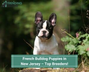French-Bulldog-Puppies-in-New-Jersey–Top-Breeders-tempate