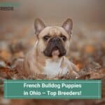French-Bulldog-Puppies-in-Ohio–Top-Breeders-template
