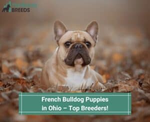 French-Bulldog-Puppies-in-Ohio–Top-Breeders-template