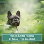 French-Bulldog-Puppies-in-Texas-–-Top-4-Breeders-template