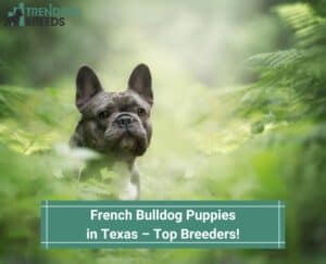 French-Bulldog-Puppies-in-Texas-–-Top-4-Breeders-template