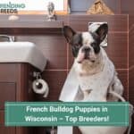 French-Bulldog-Puppies-in-Wisconsin–Top-Breeders-template