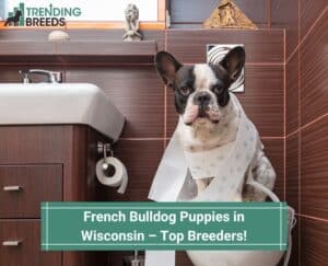 French-Bulldog-Puppies-in-Wisconsin–Top-Breeders-template