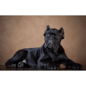 Garmr-Cane-Corso