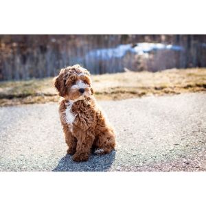 Gender-Neutral-Cockapoo-Names