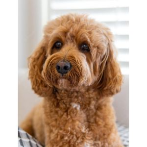 General-Cavapoo-Facts