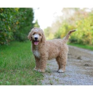 General-Miniature-Goldendoodle-Facts