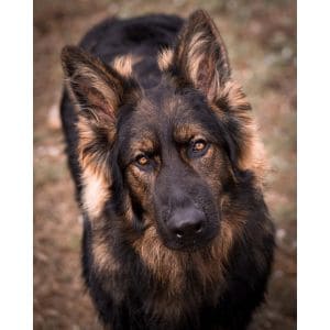 German-Shepherd-Puppies-For-Sale-in-California
