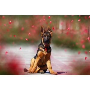 German-Shepherd-Puppies-For-Sale-in-Florida