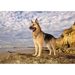 German-Shepherd-Puppies-Sale-in-Texas