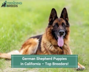 German-Shepherd-Puppies-in-California–Top-Breeders-template