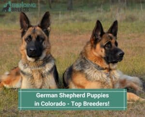 German-Shepherd-Puppies-in-Colorado-Top-5-Breeders-template