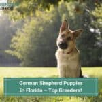 German-Shepherd-Puppies-in-Florida-–-Top-Breeders-template