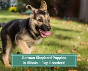 German-Shepherd-Puppies-in-Illinois-–-Top-Breeders-template